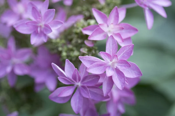 Hydrangea flower, type "You and me romance" — Stock Photo, Image