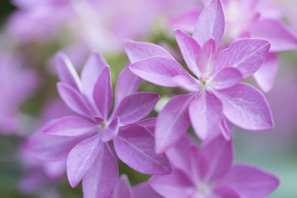 Květ hortenzie, typu "ty a já romance" — Stock fotografie