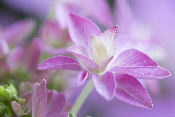 Flor de hortensias, tipo "Tú y yo romance " —  Fotos de Stock
