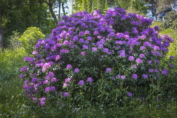 Velký květinový keř rododendron — Stock fotografie