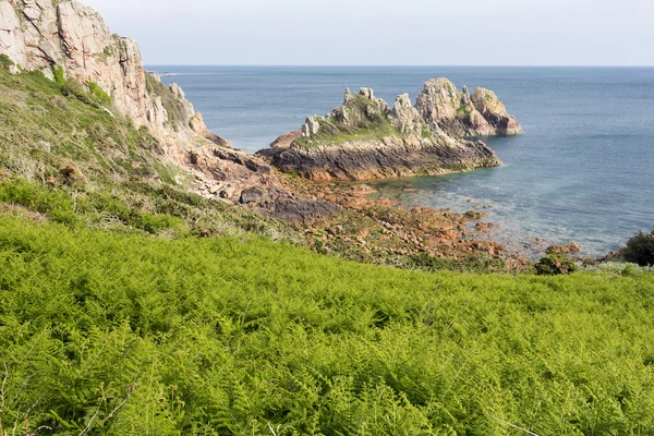 Bregne vokser på kysten af Jersey ø, Storbritannien - Stock-foto