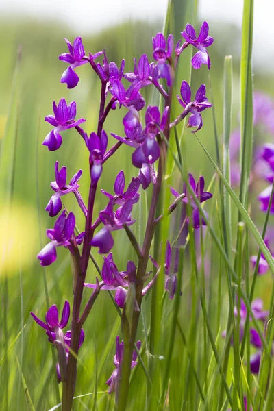 Divoké orchideje rostou na kanál ostrově Jersey, Velká Británie — Stock fotografie