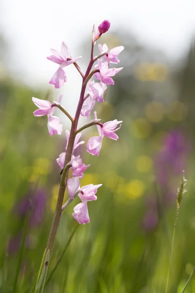 Divoké orchideje rostou na kanál ostrově Jersey, Velká Británie — Stock fotografie