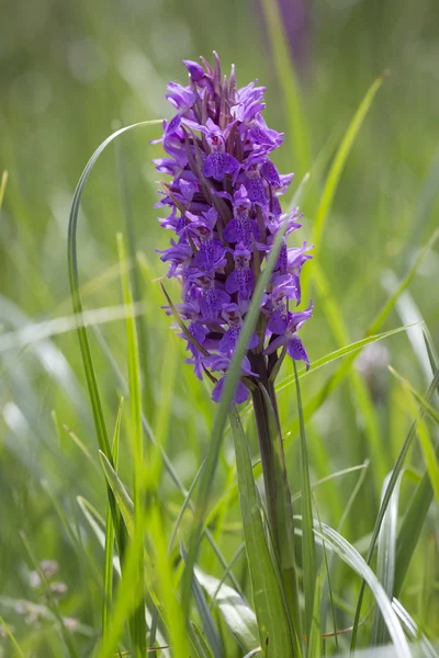 Divoké orchideje rostou na kanál ostrově Jersey, Velká Británie — Stock fotografie