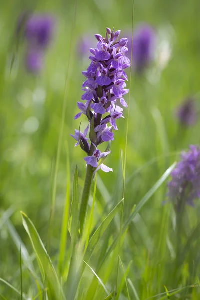 Wilde Orchideen wachsen auf der Kanalinsel Jersey, Großbritannien — Stockfoto