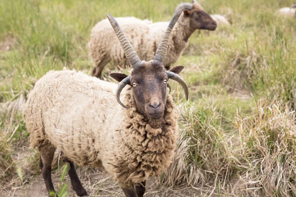 Jacobs ovejas en un prado —  Fotos de Stock