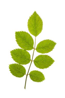 Beyaz izole taze gül yaprağı