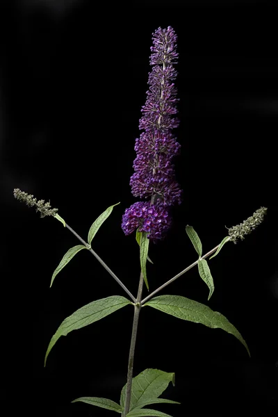 黒の背景上のフジウツギ属の花 — ストック写真