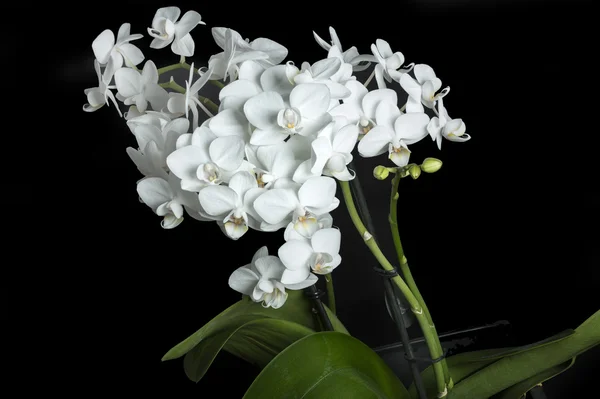 Orquídea blanca aislada sobre fondo negro — Foto de Stock