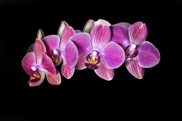 Orquídea roja aislada sobre fondo negro — Foto de Stock