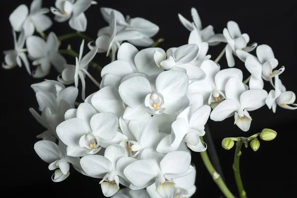 Orquídea blanca aislada sobre fondo negro — Foto de Stock