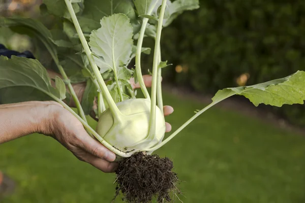 Whole fresh Kohlrabi with leaves and roots — Stock Photo, Image