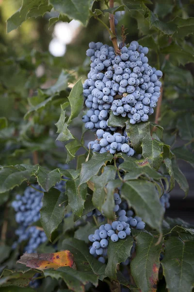 Mahonia aquifolium plant with blue beeries or grapes in summer — Stock Photo, Image