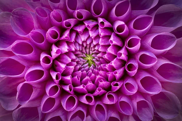 Dahlia bloem close-up shot — Stockfoto