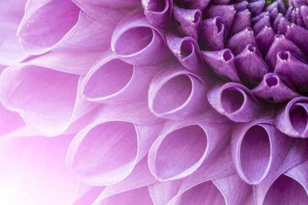 Dahlia bloem close-up shot — Stockfoto