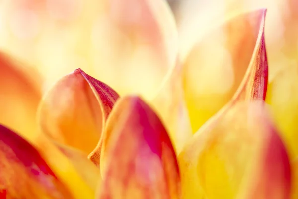 Dahlia virág Polárszűrő lövés — Stock Fotó