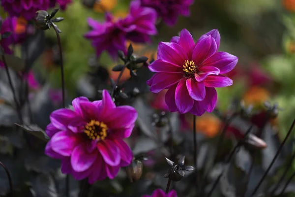 Catherine Deneuve Dahlia Flowers Garden — Stock Photo, Image