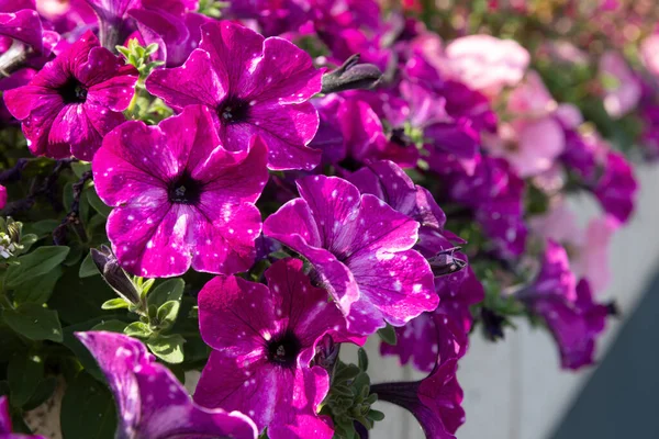 Rosa Petunienblüten Einem Garten — Stockfoto