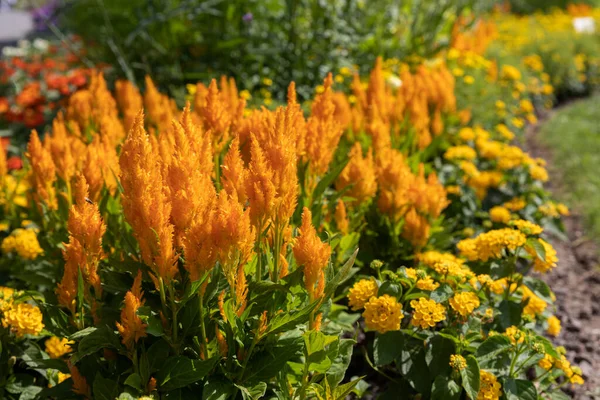Celosia Argentea Növények Egy Kertben — Stock Fotó