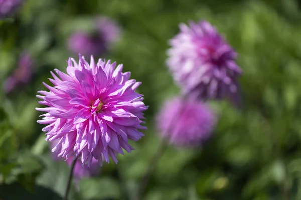 Single Dahlia Closeup Zahradě — Stock fotografie