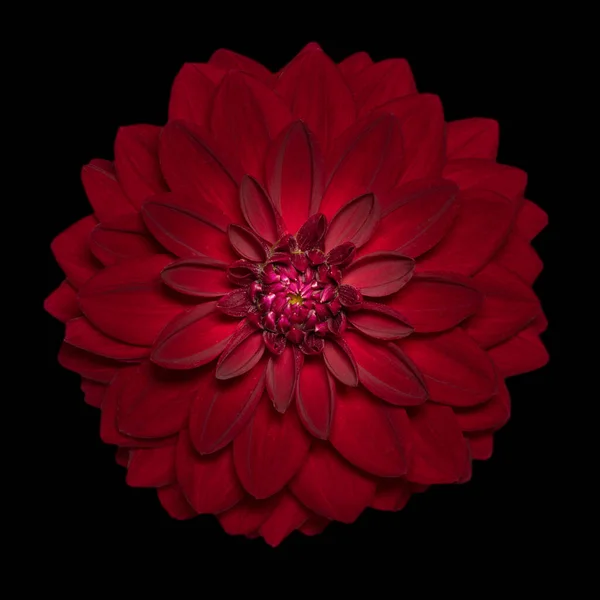 Красный Цветок Георгины Черном Фоне — стоковое фото