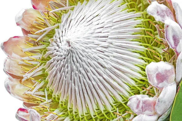 普罗蒂亚花卉特写 — 图库照片