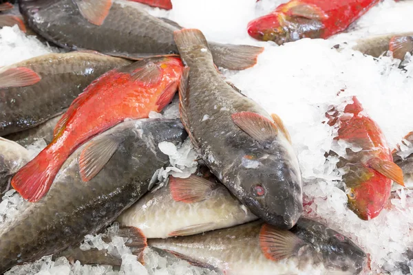 新鮮な魚の市場での表示 — ストック写真