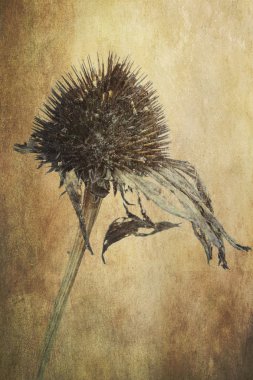 Solmuş Ekinezya çiçek grunge arka plan üzerinde