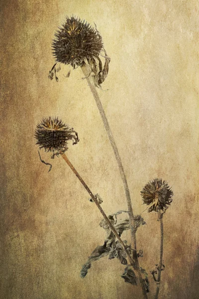 Welke Echinacea-Blumen auf Grunge-Hintergrund — Stockfoto