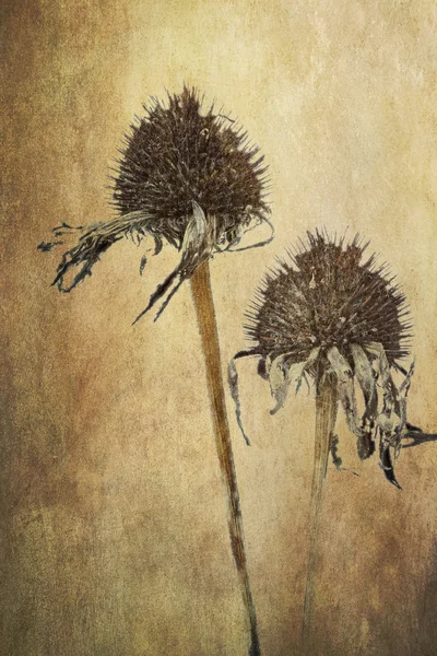 Withered echinacea flowers on grunge background — Stock Photo, Image