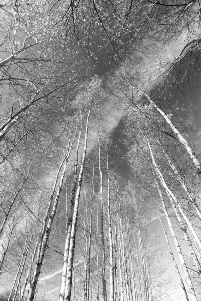 Birch forest in musim gugur in black and white — Stok Foto