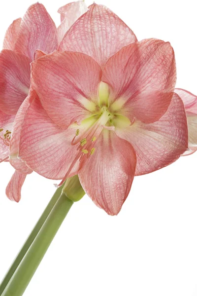 Pink Amaryllis flwoer close seup, isolated on white background — стоковое фото