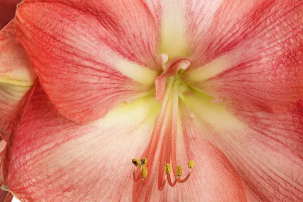 Pink Amaryllis flower closeup — Stock Photo, Image