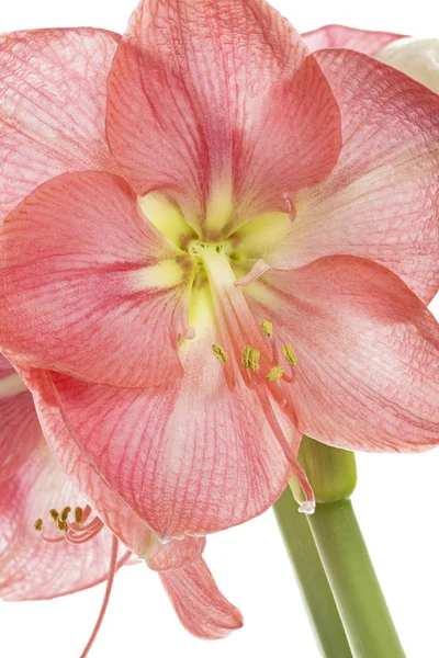 Rosa Amaryllis Flwoer Nahaufnahme, isoliert auf weißem Hintergrund — Stockfoto