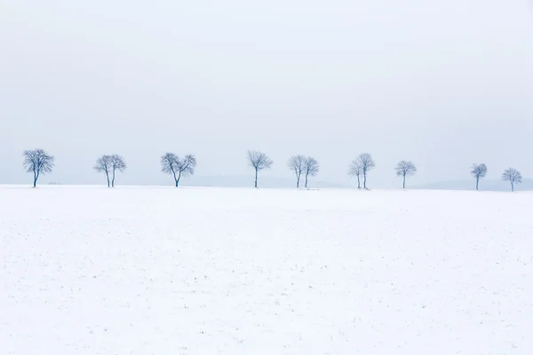 Аллея деревьев в заснеженном пейзаже — стоковое фото