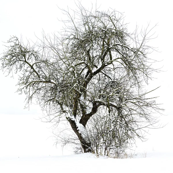 Un solo árbol en un campo cubierto de nieve —  Fotos de Stock