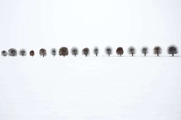 Leafless alley of trees on a snow field with fog — Stock Photo, Image