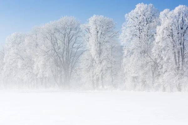 Trees in winter covered with hoarfrost — Stock Photo, Image