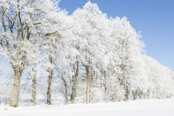 Trees in winter covered with hoarfrost — Stock Photo, Image