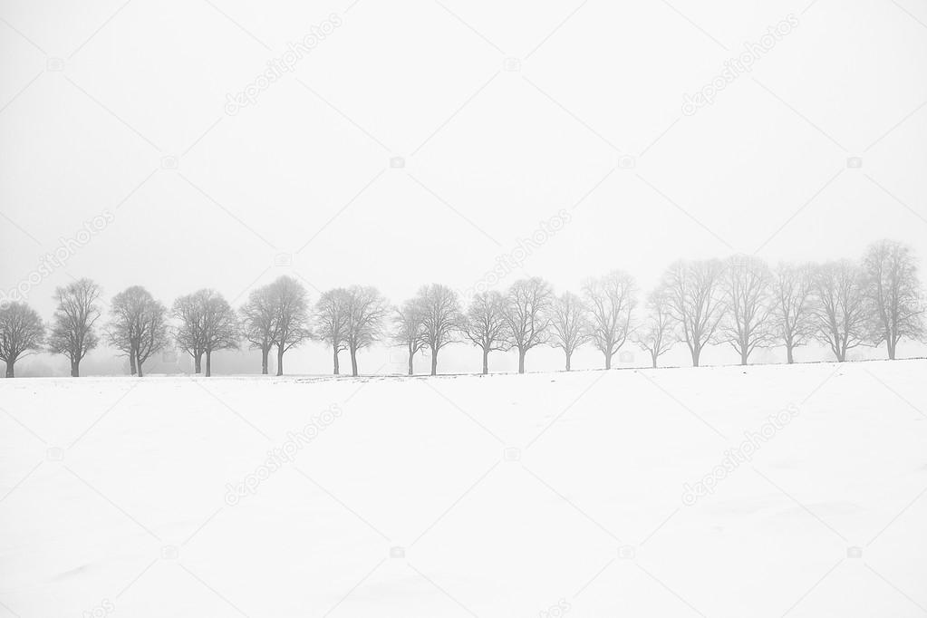 Leafless alley of trees on a snow field with fog