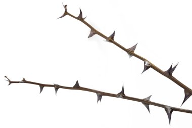 Twigs with thorns isolated on white background clipart