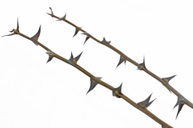 Twig with thorns isolated on white background clipart