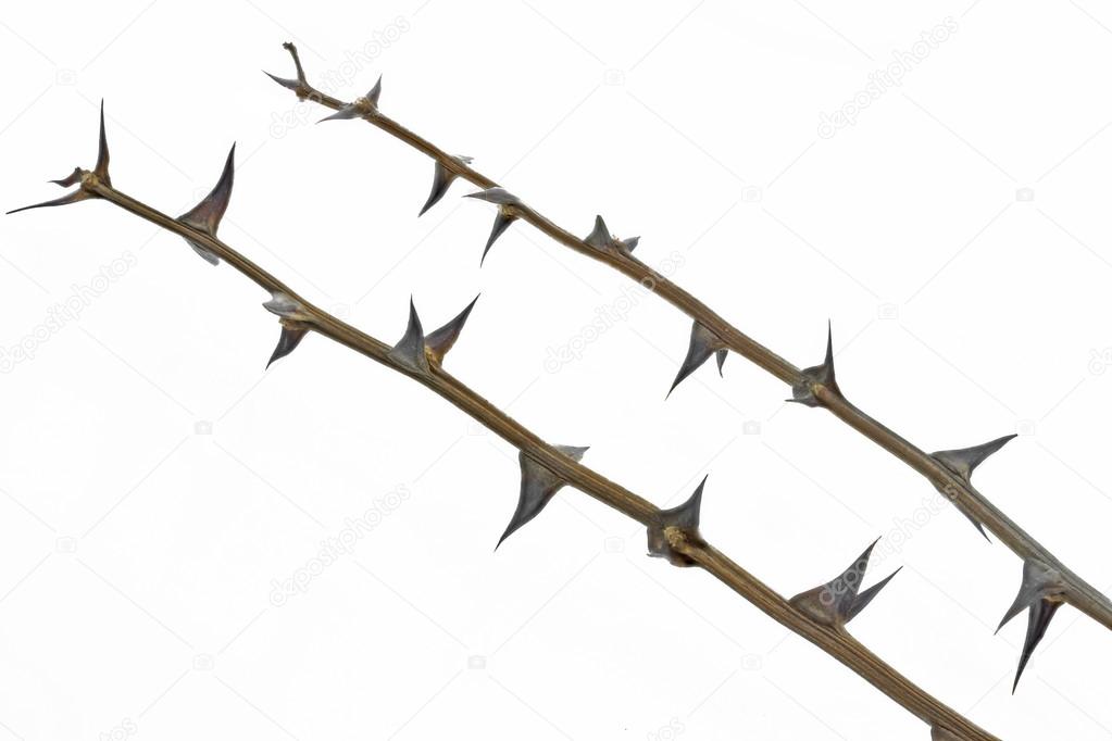 Twig with thorns isolated on white background