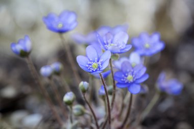 Mantarı nobilis çiçek closeup bahçede dışında alınan vurdu