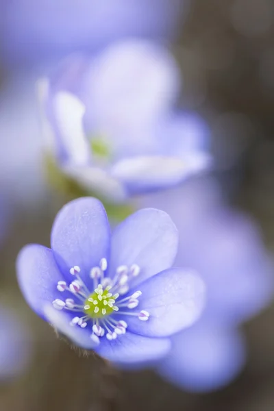 Hepatica nobilis flores close-up tiro fora no jardim — Fotografia de Stock