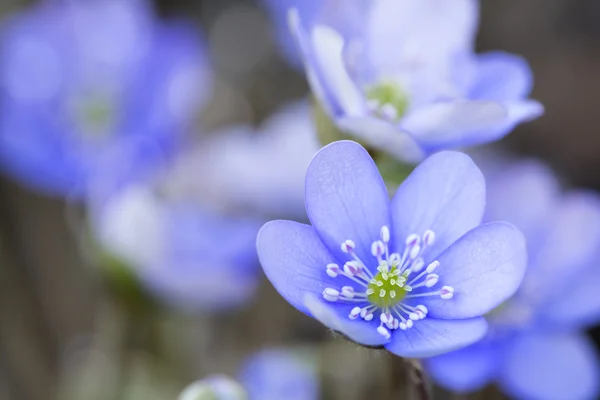 Hepatica nobilis flores close-up tiro fora no jardim — Fotografia de Stock