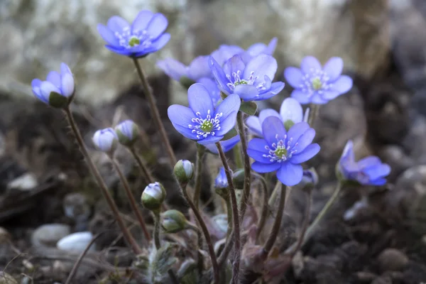 Hepatica nobilis kwiaty zbliżenie strzał poza w ogrodzie — Zdjęcie stockowe