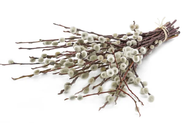 One bunch of catkins on white background — Stock Photo, Image