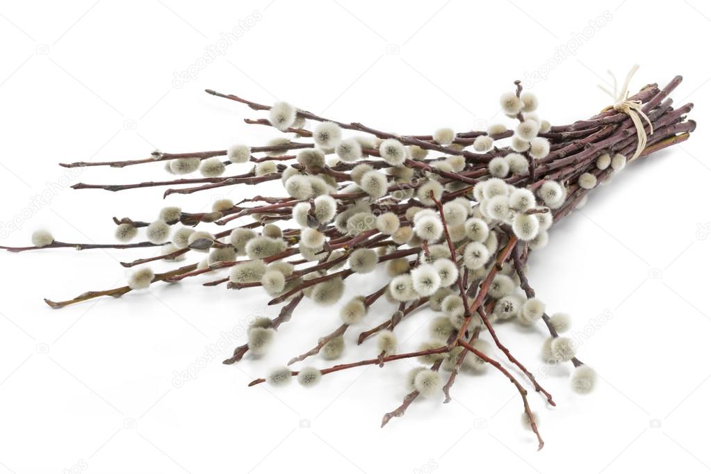 One bunch of catkins on white background