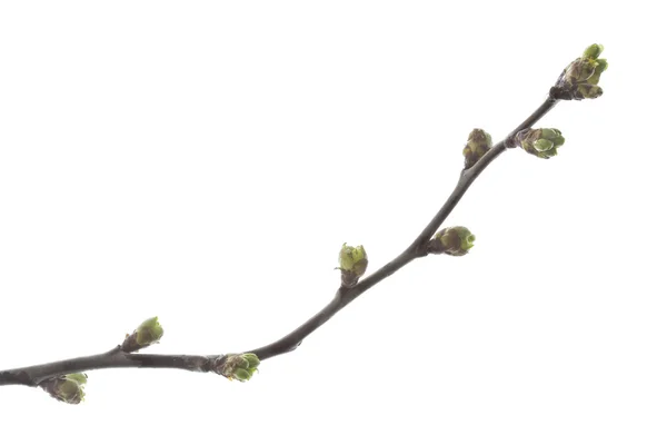 Rama de primavera de una cereza ornamental, aislada — Foto de Stock